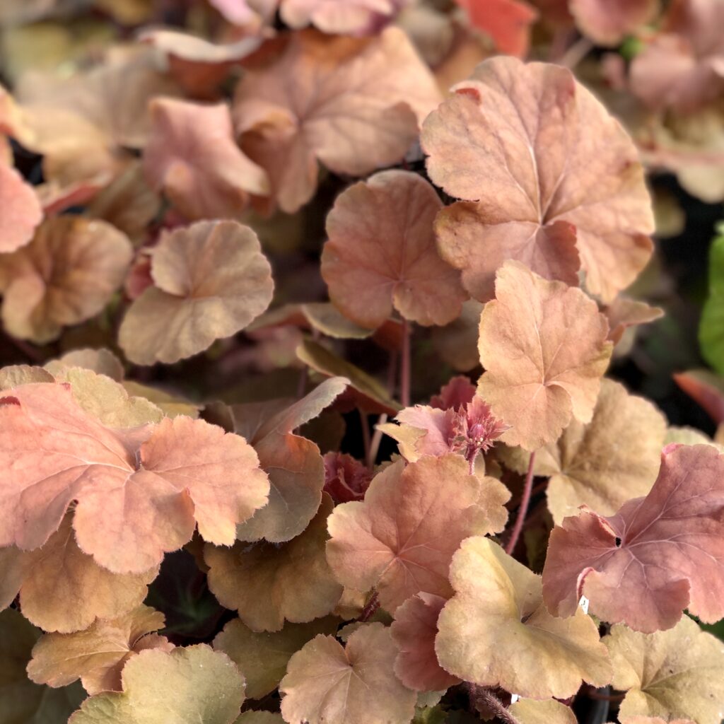 THGC Coral Bells THGC