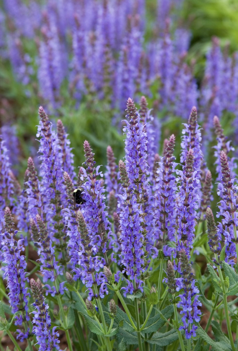 Sage ‘Meadow’ THGC