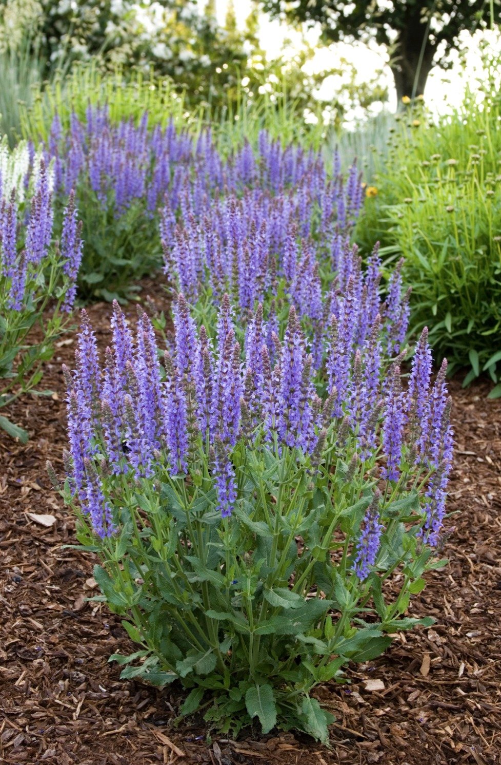 Sage ‘Meadow’ THGC