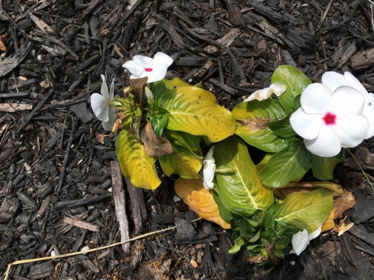 How To Grow Beautiful Annual Vinca THGC