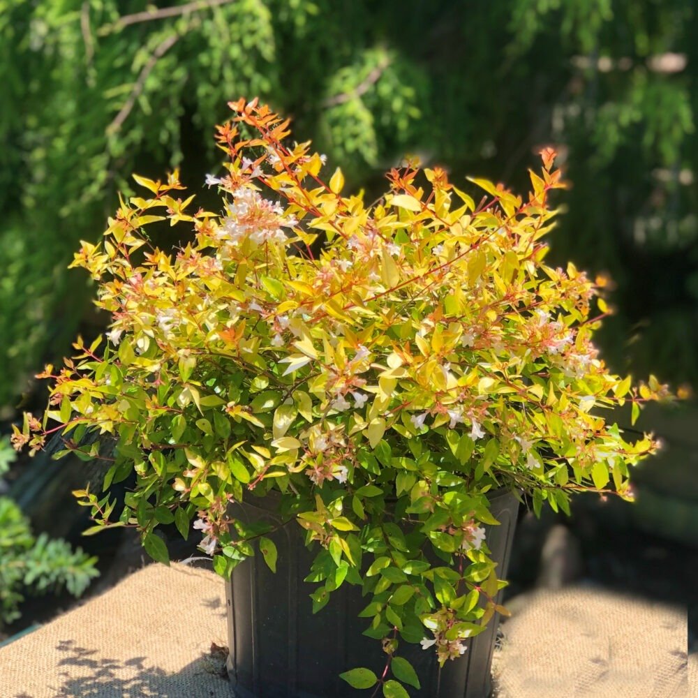 Abelia ‘Twist of Lemon’ THGC