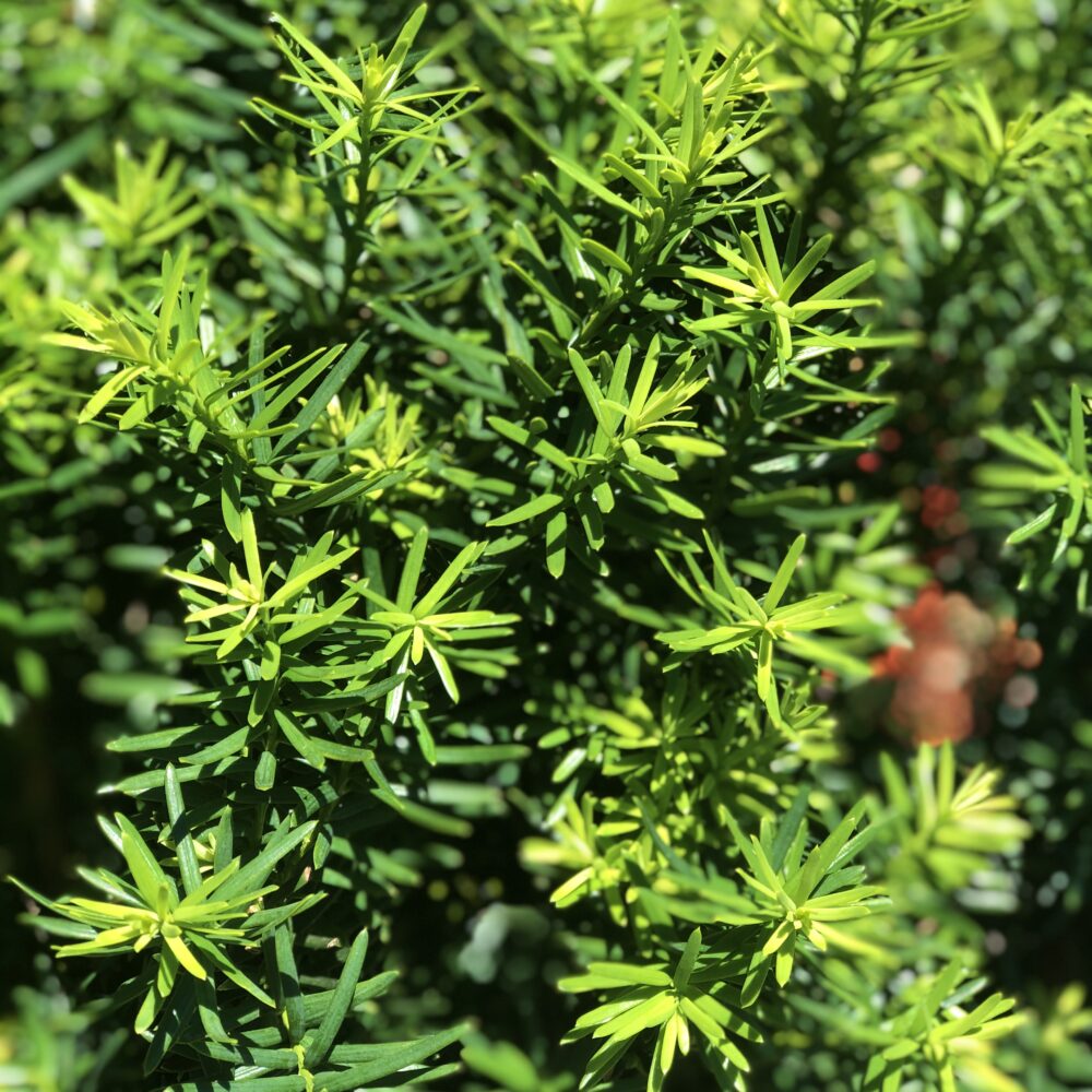 Japanese Yew THGC