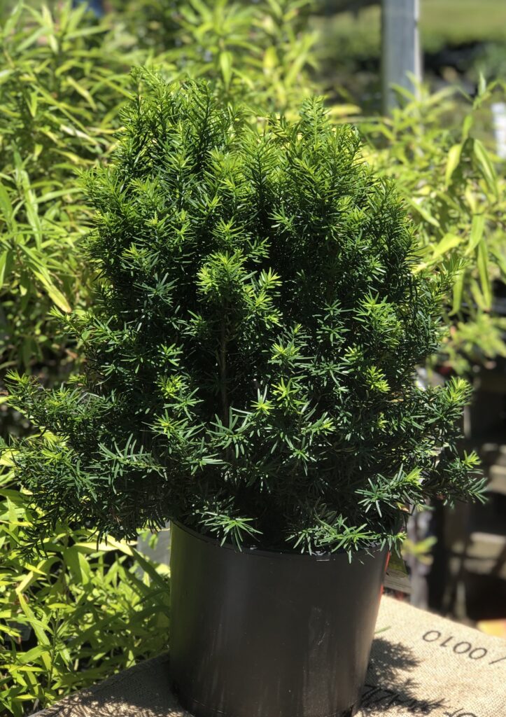 Japanese Yew THGC