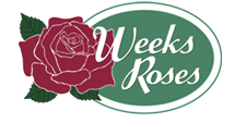 Weeks Roses Logo